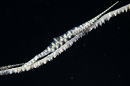 gorgonian shrimp