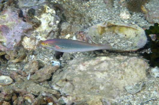 カミナリベラ♀