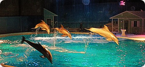 2010-12-21 023 (500x375)002