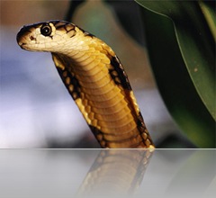 king-cobra