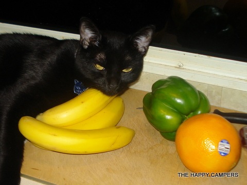 [cat0015.jpg]