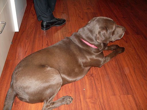 Oso Resting in Kitchen