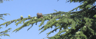 Les deux premiers âges de la pomme de pin