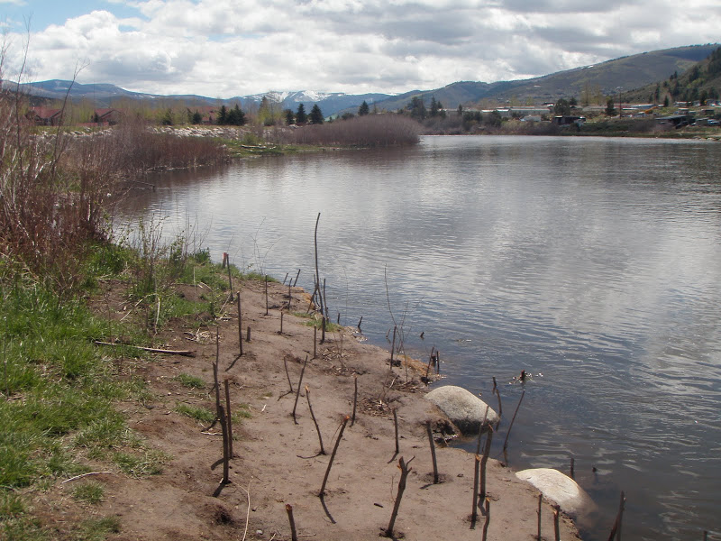 Willow Plantings along Eagle River