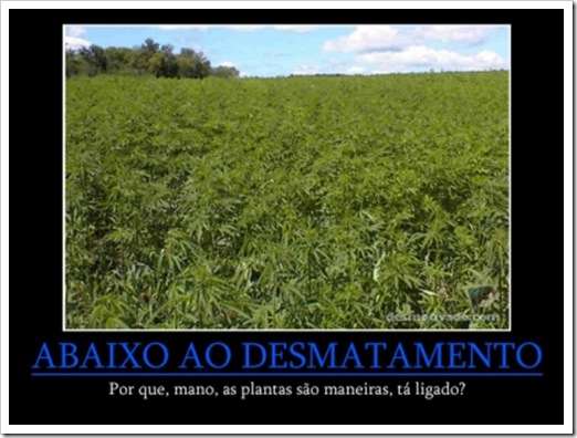 desmatamento