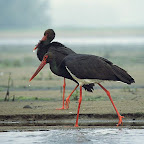 Animales en peligro de extinción: Cigüeña negra