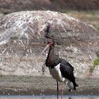 Animales en peligro de extinción: Cigüeña negra