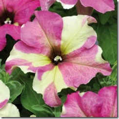 petunia Sophisticated bicolor