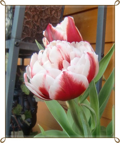 [tulipan2[8].jpg]