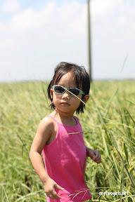 Zaria on rice fields