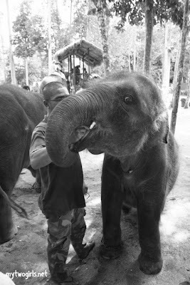 Kuala Gandah Elephant Sanctuary