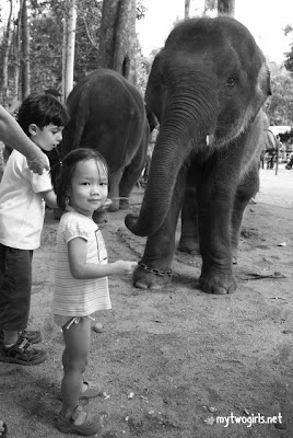 Kuala Gandah Elephant Sanctuary - Zaria and elephant