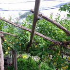 Lemon groves up high.