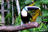 This was one crazy bird.  When he was bad, they would dunk him in the water to calm him down.