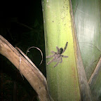 A hand-sized tarantula on a palm tree, just outside the dining hall.  It's waiting to eat you.