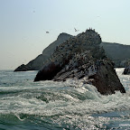 swirling seawataer is rich in food from the Humboldt current