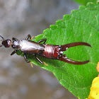 Earwig