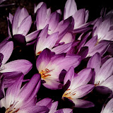 botanicka
