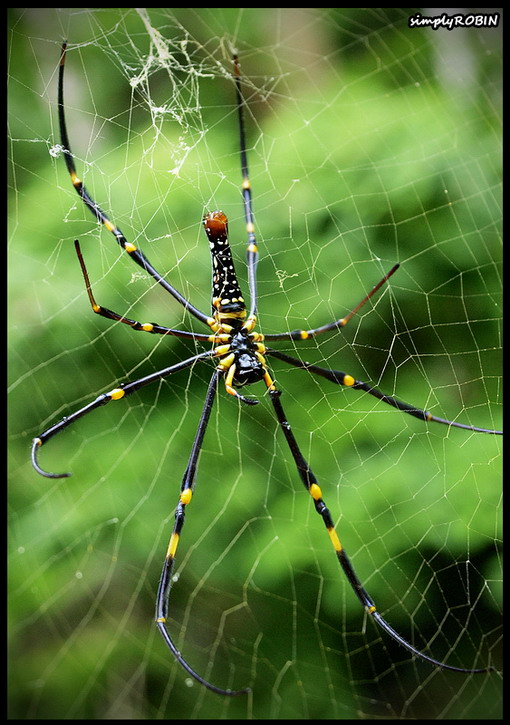 *click* image for larger view