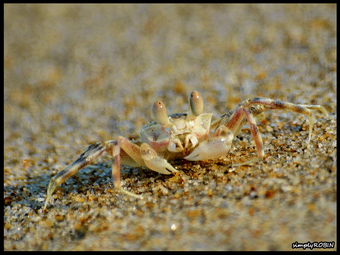 *click* image for larger view