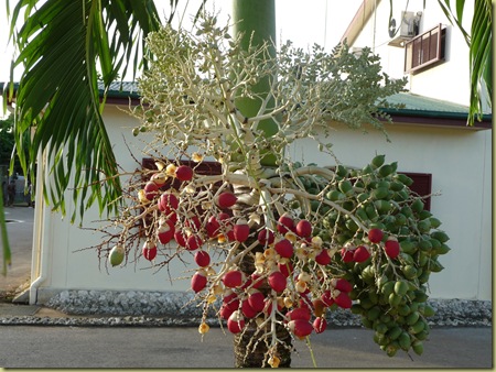 Palm tree seed pods