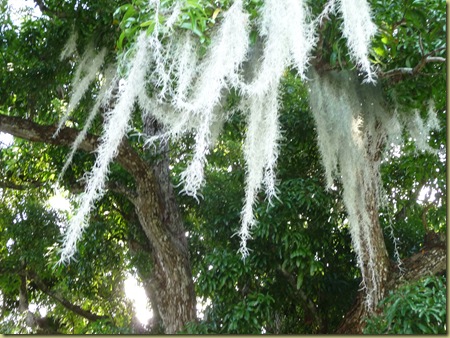 sphagnum moss hanging from a tree