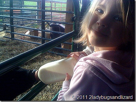 Baby cow Bailey