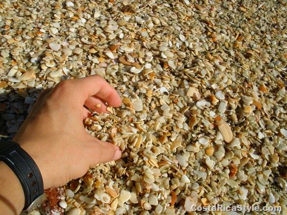 Conchal Beach shells