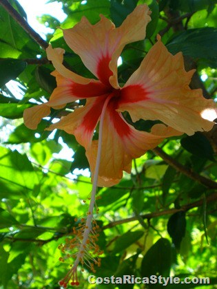Colorful hibiscus in Costa Rica
