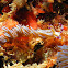 Chinese Dragon Nudibranch