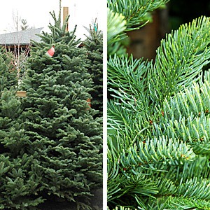 [xmastrees_noble[2].jpg]