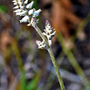 Cotton Weed