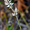 Cotton Weed