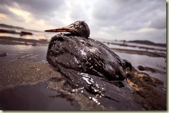 South Korea Oil Spill