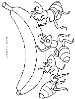 fourmis1