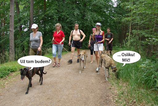 Obrázek
