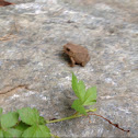 Toad