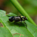 leafhopper