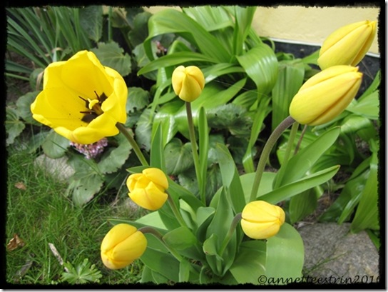 Billede 092