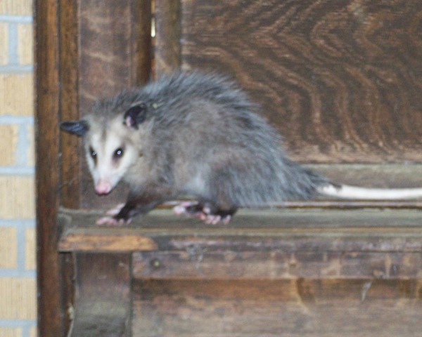 [Possum 2[2].jpg]