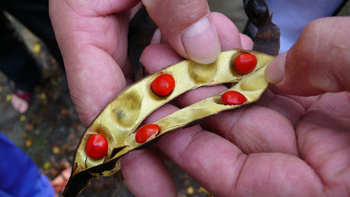 external image P1010929.JPG