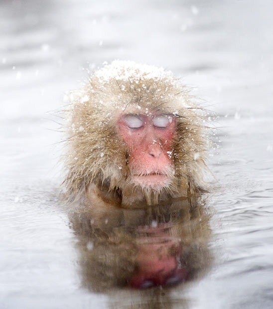 snow-monkeys (11) snow-monkeys (11)