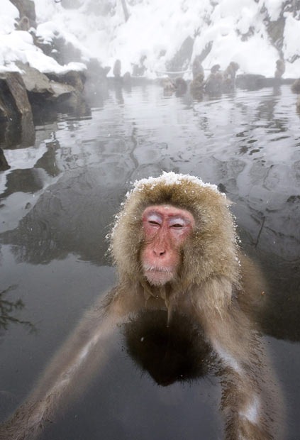 snow-monkeys (15) snow-monkeys (15)