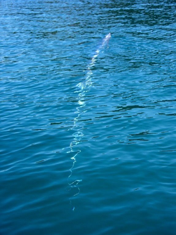 oarfish (4) oarfish (4)
