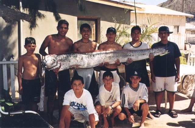 oarfish (18) oarfish (18)