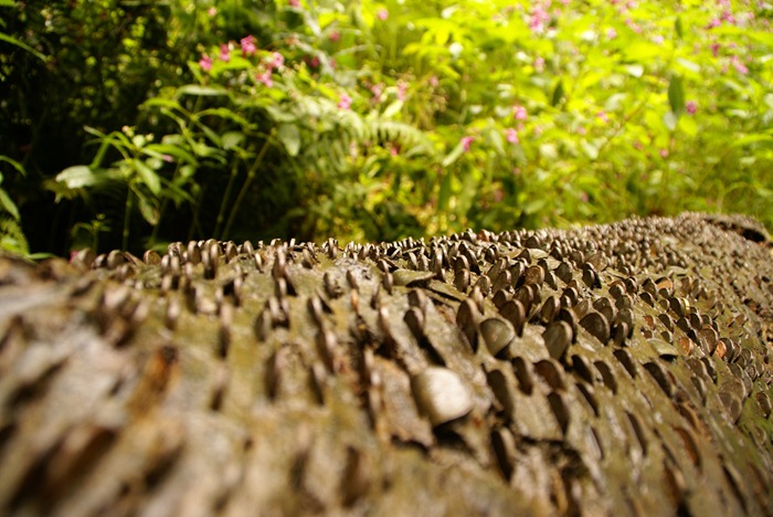 money-trees1 money-trees1