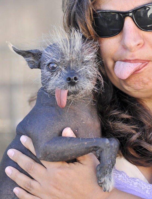 ugliest-dog (7) ugliest-dog (7)