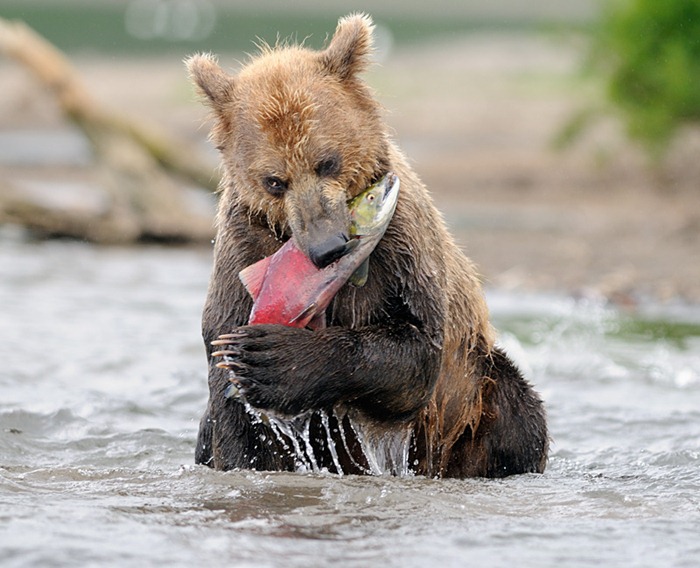 Bear and sockeye/n South Kamchatka Sanctuary<><>South Kamchatka Sanctuary; Kuril Lake; Kamchatka; bear; salmon; sockeye; spawning