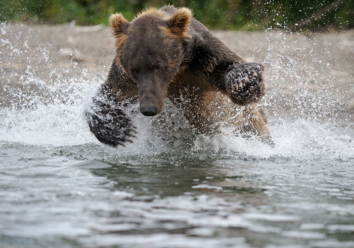 Bear jumping after a fish/n
South Kamchatka Sanctuary<><>South Kamchatka Sanctuary; bear; salmon; spawning; Kuril Lake; sockeye; Kamchatka