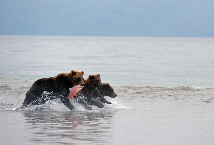 Bear troika/n South Kamchatka Sanctuary<><>South Kamchatka Sanctuary; bear; Kamchatka; Kuril Lake; salmon; sockeye; spawning